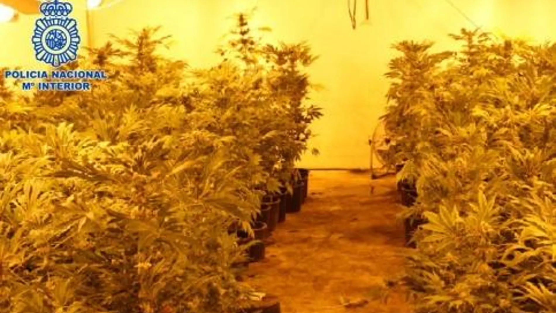 Desmantelan en Granada una nave dedicada al cultivo de marihuana a gran escala