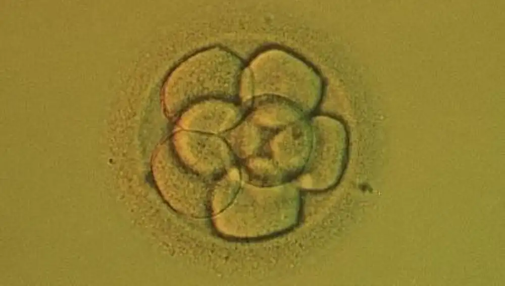 Vista microscópica de un embrión