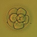 Vista microscópica de un embrión