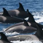 La distribución de las orcas está delimitada al golfo de Cádiz en primavera y el estrecho de Gibraltar en verano