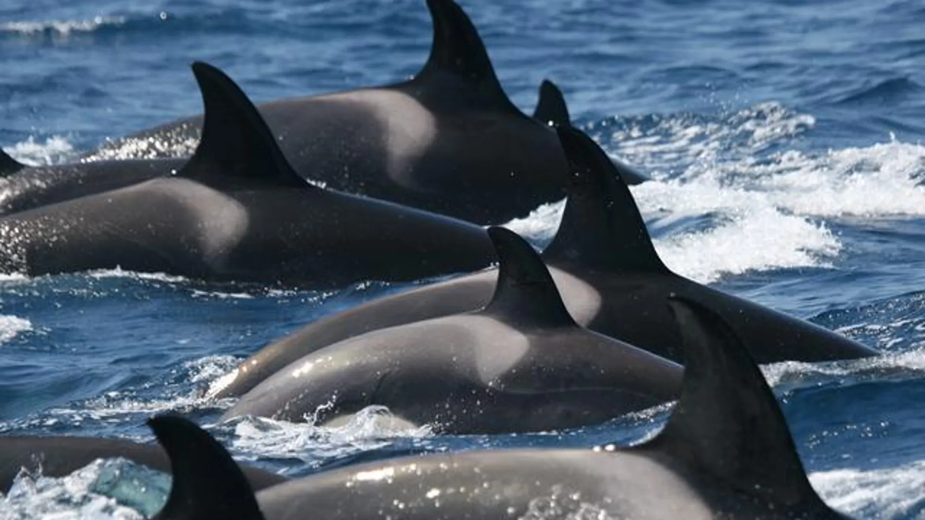 La distribución de las orcas está delimitada al golfo de Cádiz en primavera y el estrecho de Gibraltar en verano