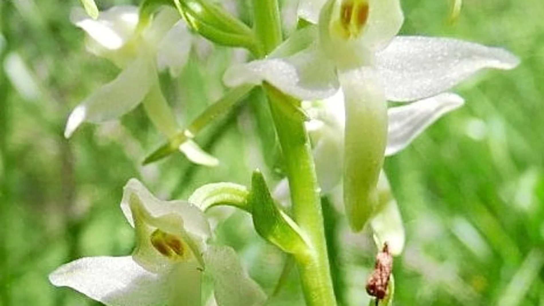 Orquídeas,el lince vegetal
