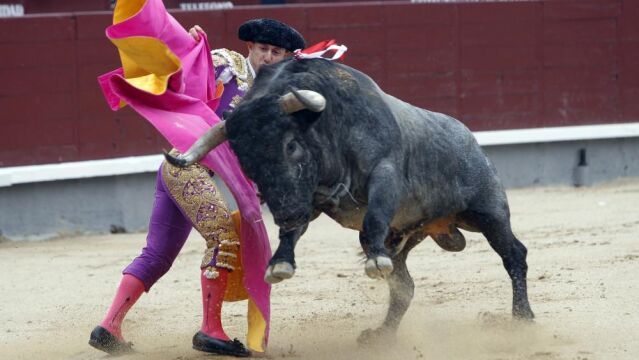 Toro de José Escolar lidiado en Las Ventas en 2011