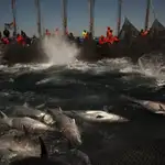 Pesca del atún en la costa de Cádiz