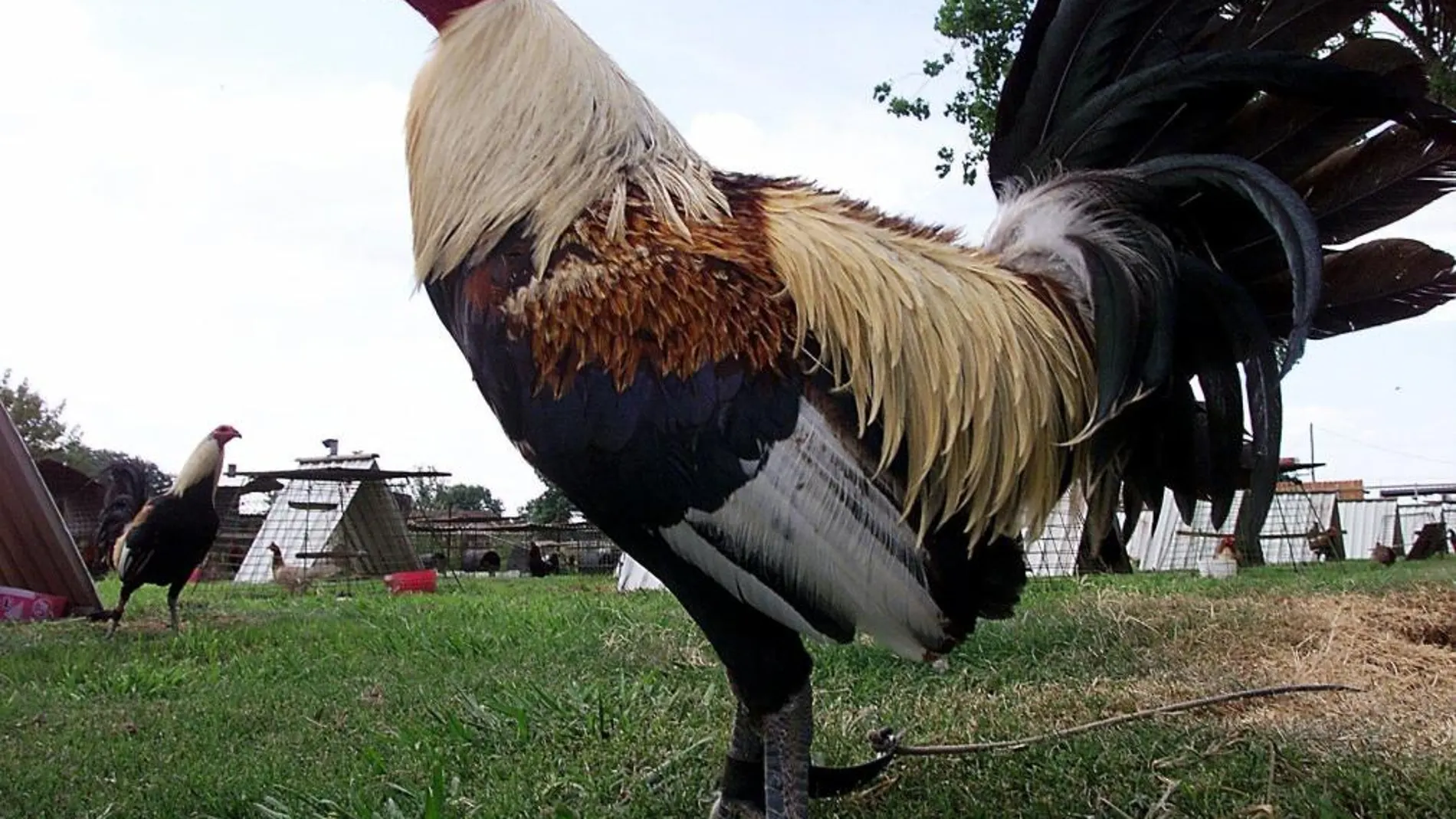 Un gallo en una granja de EE.UU.