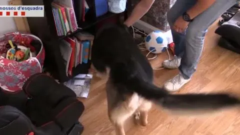 Un perro de los mossos registra una de las viviendas en las que han entrado los agentes.