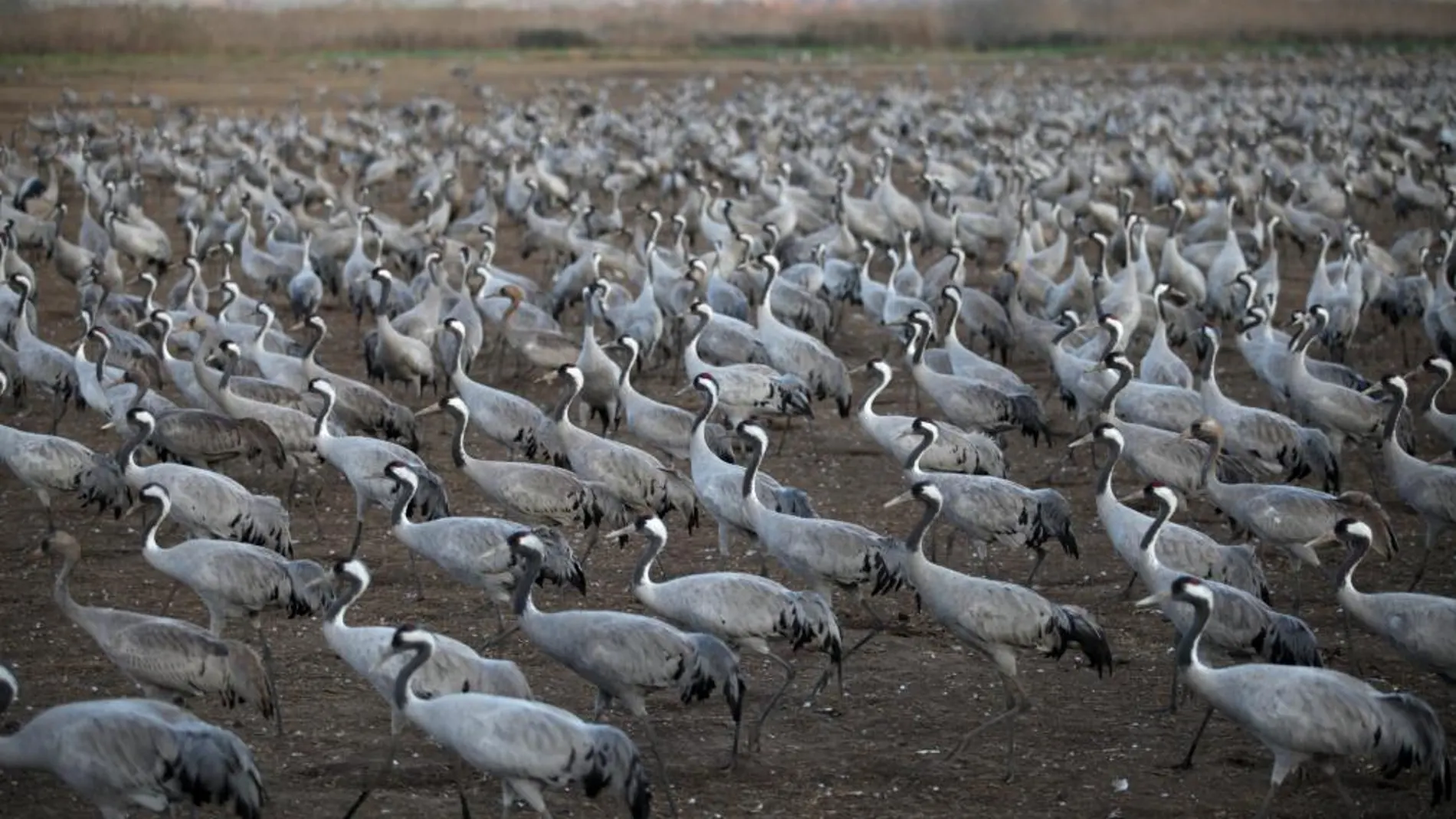 Una bandada de grullas migratorias reposa en la reserva natural del Valle de Hula (Israel).