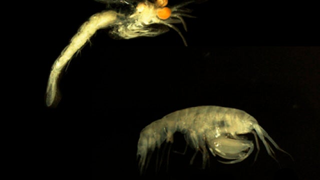 Arriba: Mysidopsis cachuchoensis, abajo: Leucothoe cathalaa