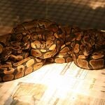 Una jaula con varias serpientes pitón