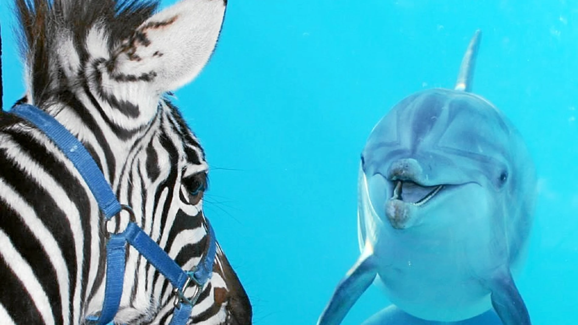Los delfines, con nombre propio