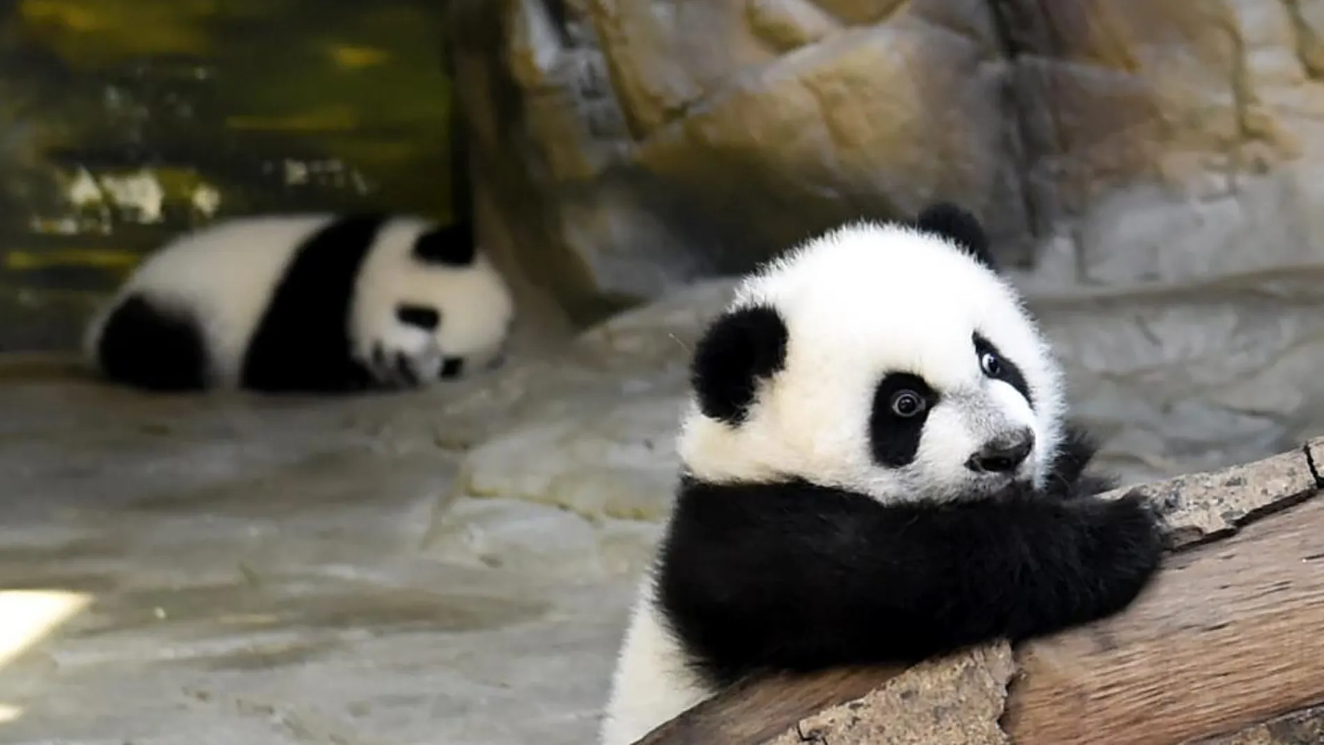 Dos de los primeros trillizos de oso panda gigante nacidos en cautividad, tras reunirse con su madre por primera vez desde su nacimiento, en el zoo Chimelong Safari Park de Cantón (China)