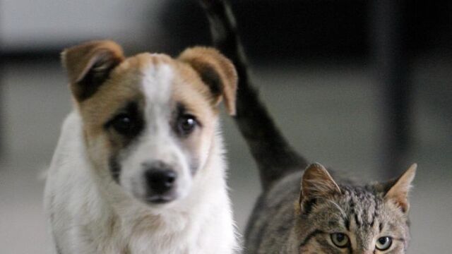 Los animales domésticos también sufren con las crisis de pareja de sus dueños