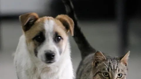 Los animales domésticos también sufren con las crisis de pareja de sus dueños