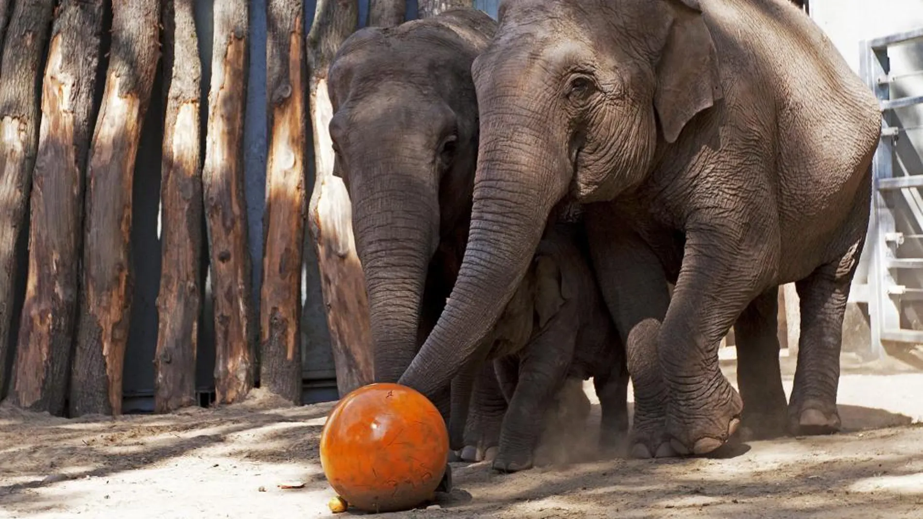 22.000 elefantes han sido abatidos en 2012 en África