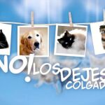 Imagen de una campaña contra el abandono de mascotas para el Ayuntamiento de Castellón.