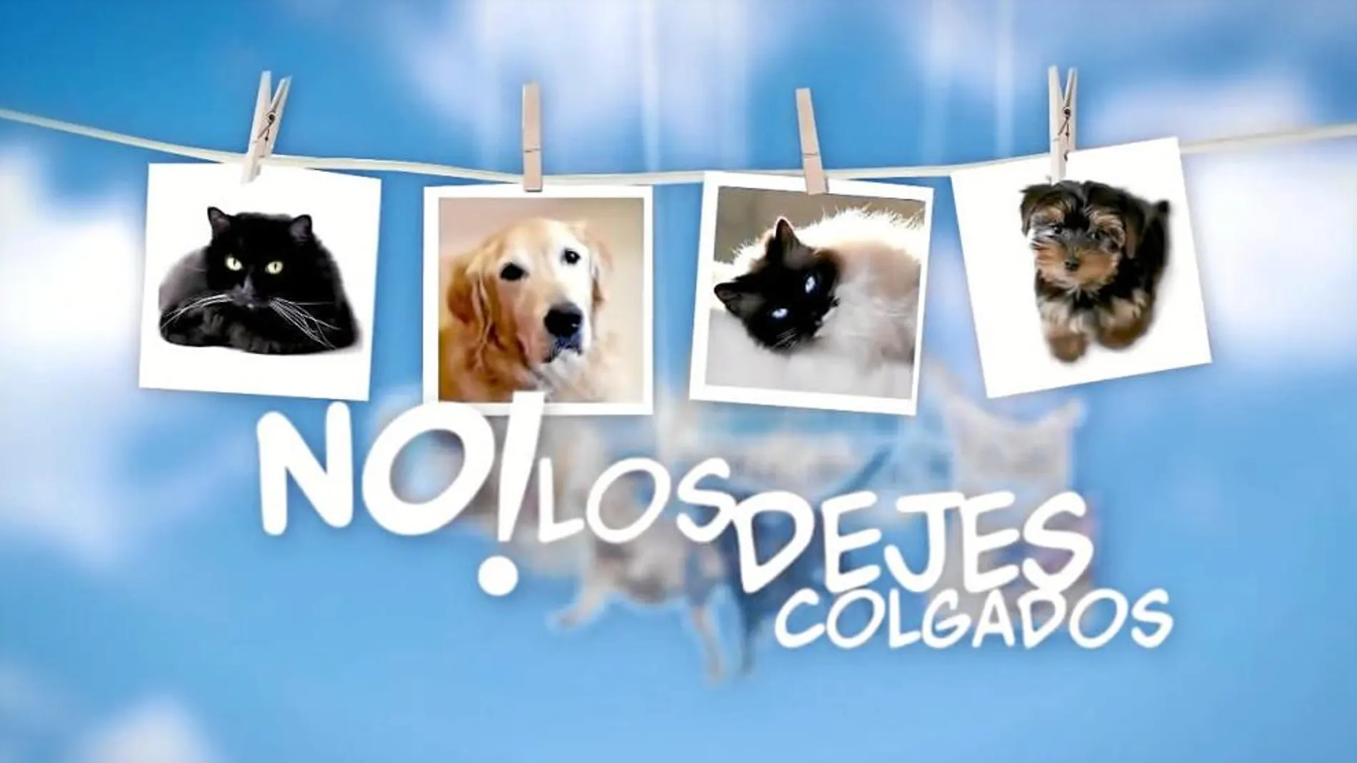 Imagen de una campaña contra el abandono de mascotas para el Ayuntamiento de Castellón.