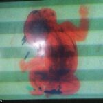 Imagen del monitor del escáner en el que de aprecia el cuerpo del bebé
