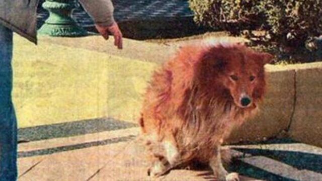 Collie estuvo junto a su dueño hasta que su salud se lo permitió