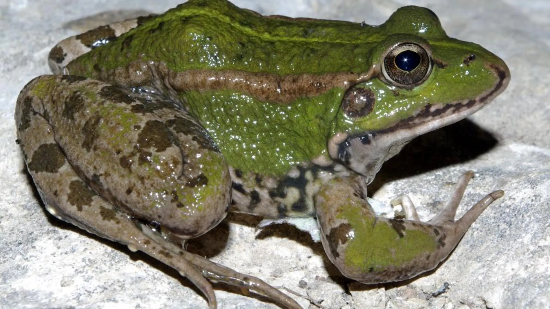 La rana común sucumbe a la llamada al apareamiento de las especies invasoras, lo que la pone en situación de especial vulnerabilidad