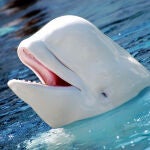 La beluga (Delphinapterus leucas) es una de las especies que se encuentran en peligro de extinción.