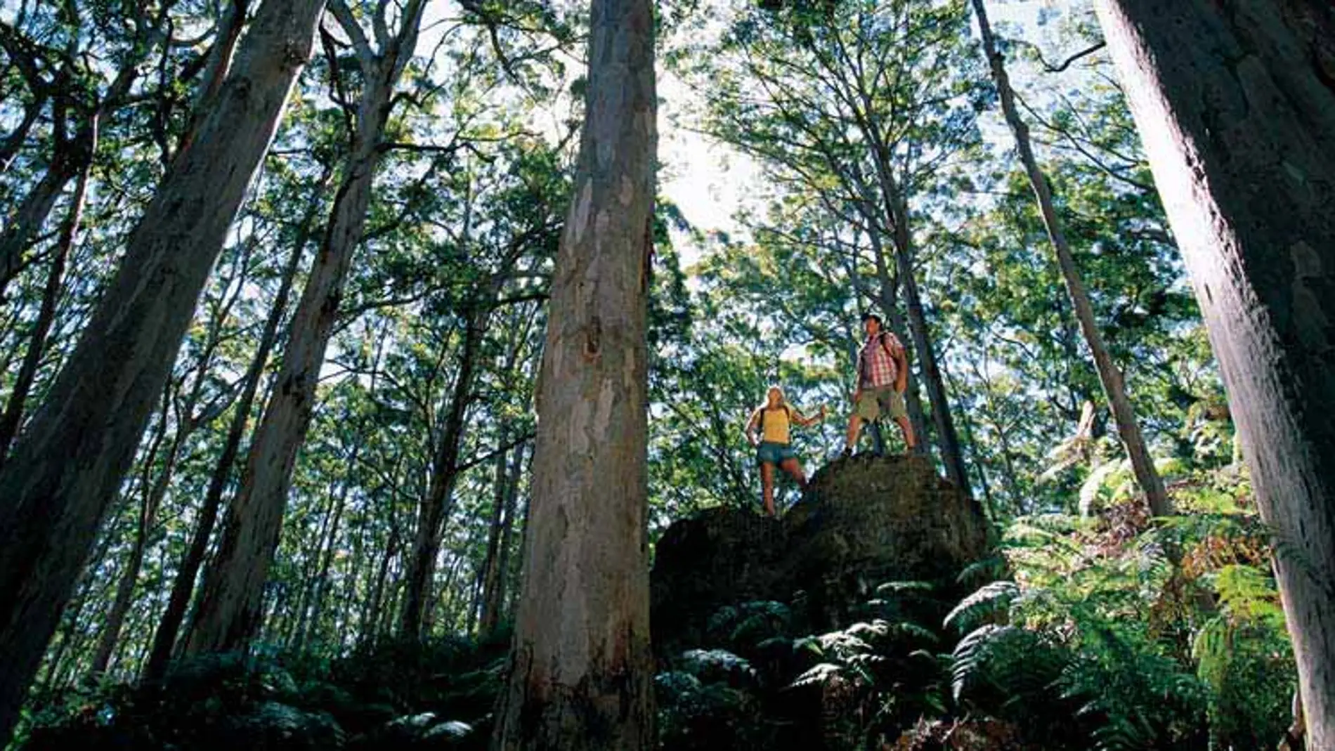 Imagen de un bosque en la parte occidental de Australia