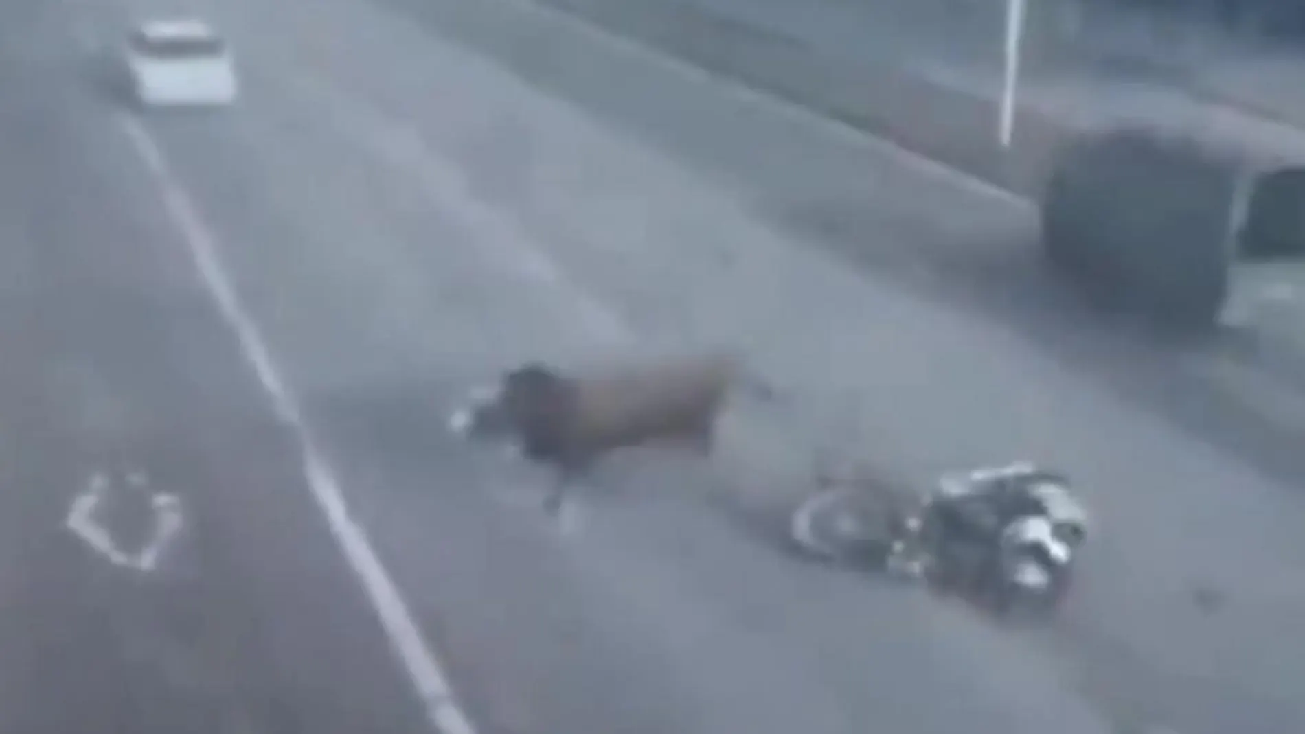 Un toro desbocado embiste a un motorista en China