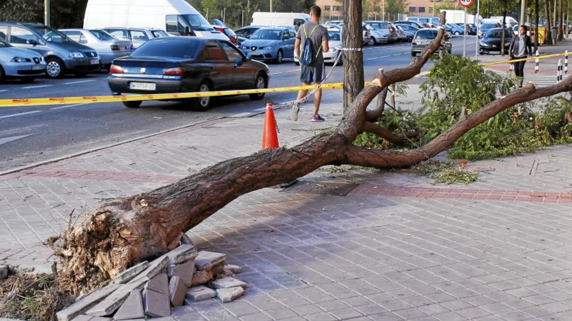 En la calle Ladera de los Almendros de Vicálvaro, el ejemplar derribó una farola cercana –en el lugar donde está el cono–