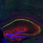 Los neurocientíficos del MIT han identificado las células (en rojo) en las que se almacenan las trazas de memoria, en el hipocampo de ratones. .