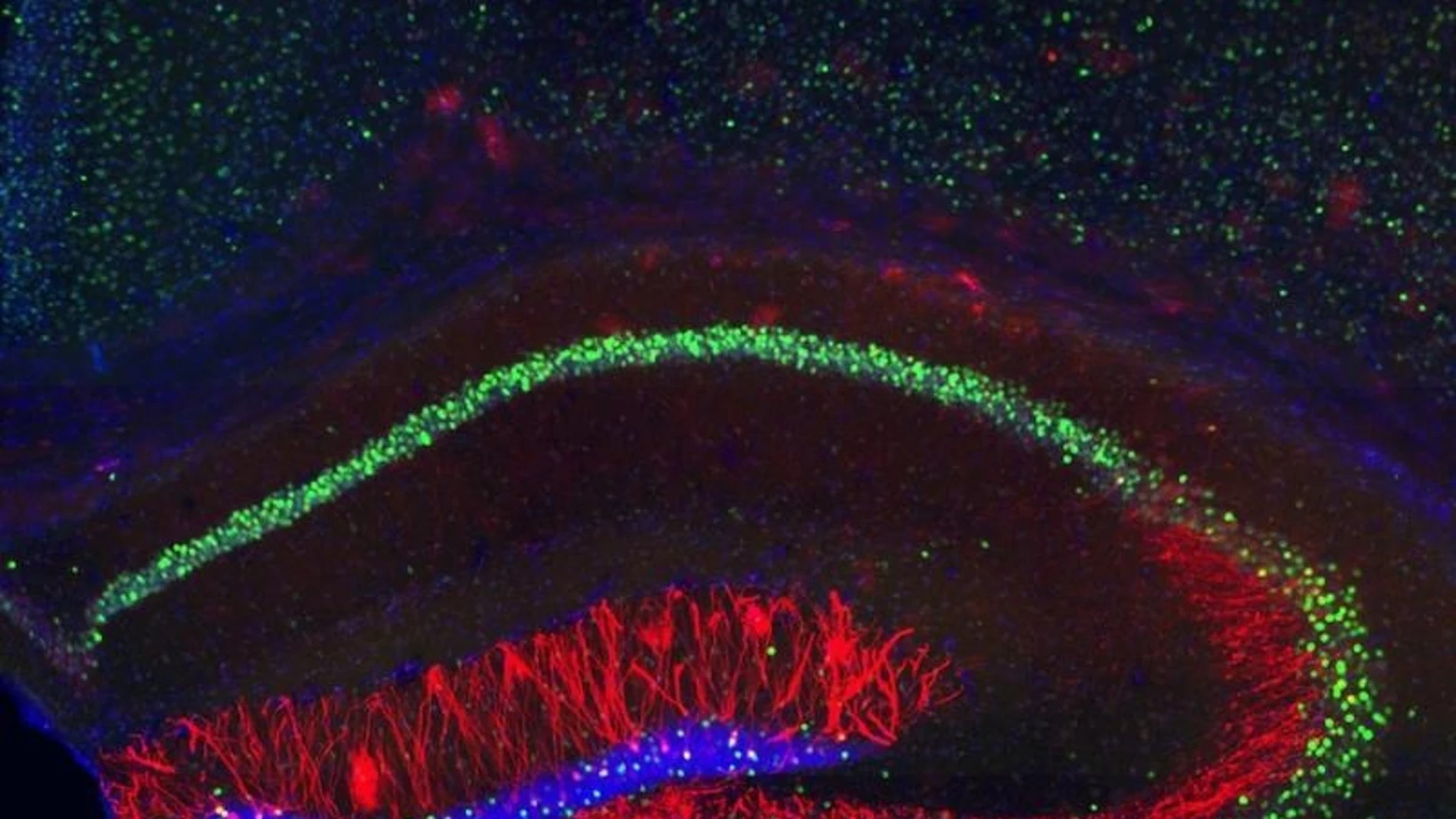 Los neurocientíficos del MIT han identificado las células (en rojo) en las que se almacenan las trazas de memoria, en el hipocampo de ratones. .