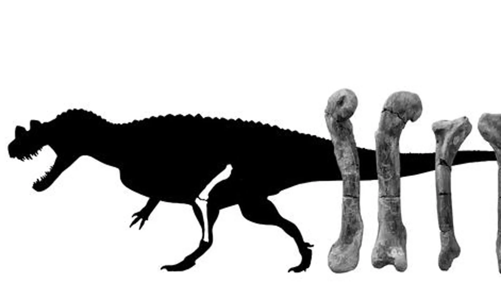 Silueta del 'Ceratosaurus' a escala e imagen del fémur y la tibia del ejemplar portugués