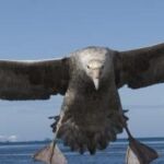 Petrel gigante antártico