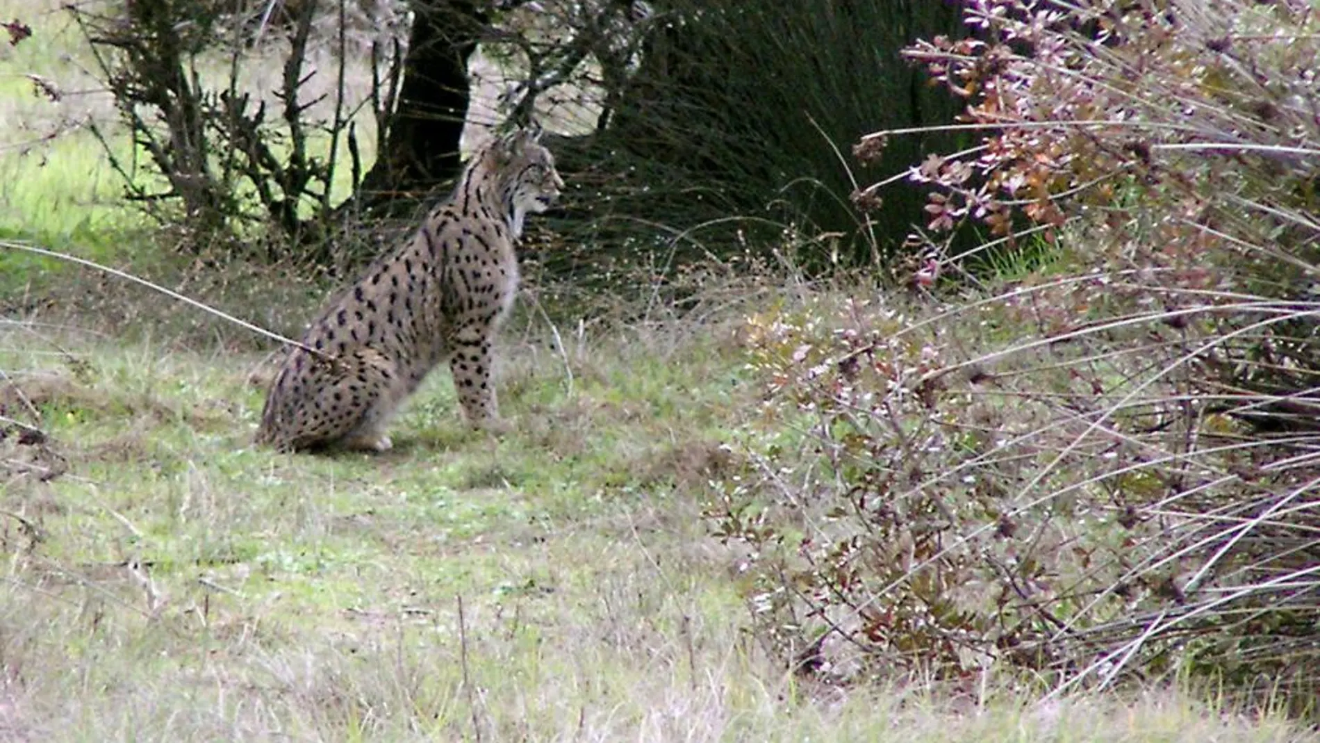 Una hembra de lince, fotografiada en el Parque Nacional de Doñana