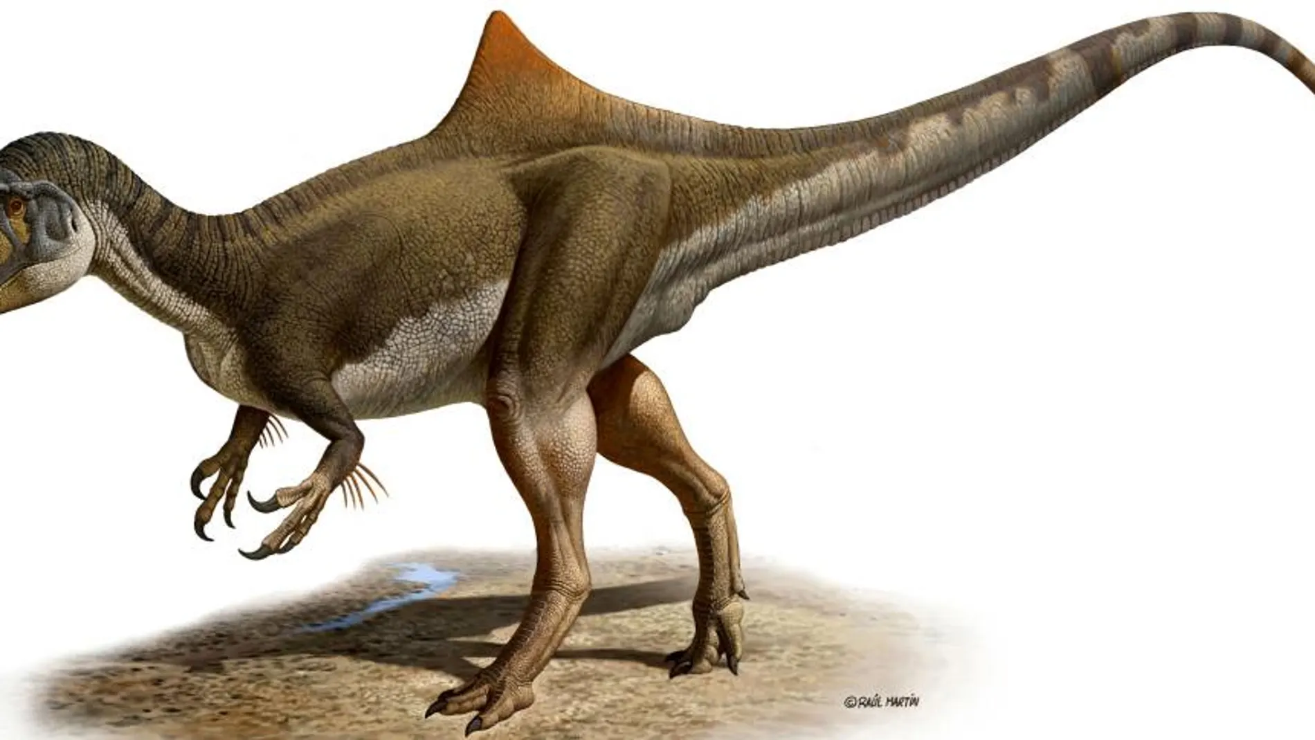 Imagen del dinosaurio carnívoro Concavenator corcovatus (el cazador jorobado de Cuenca)