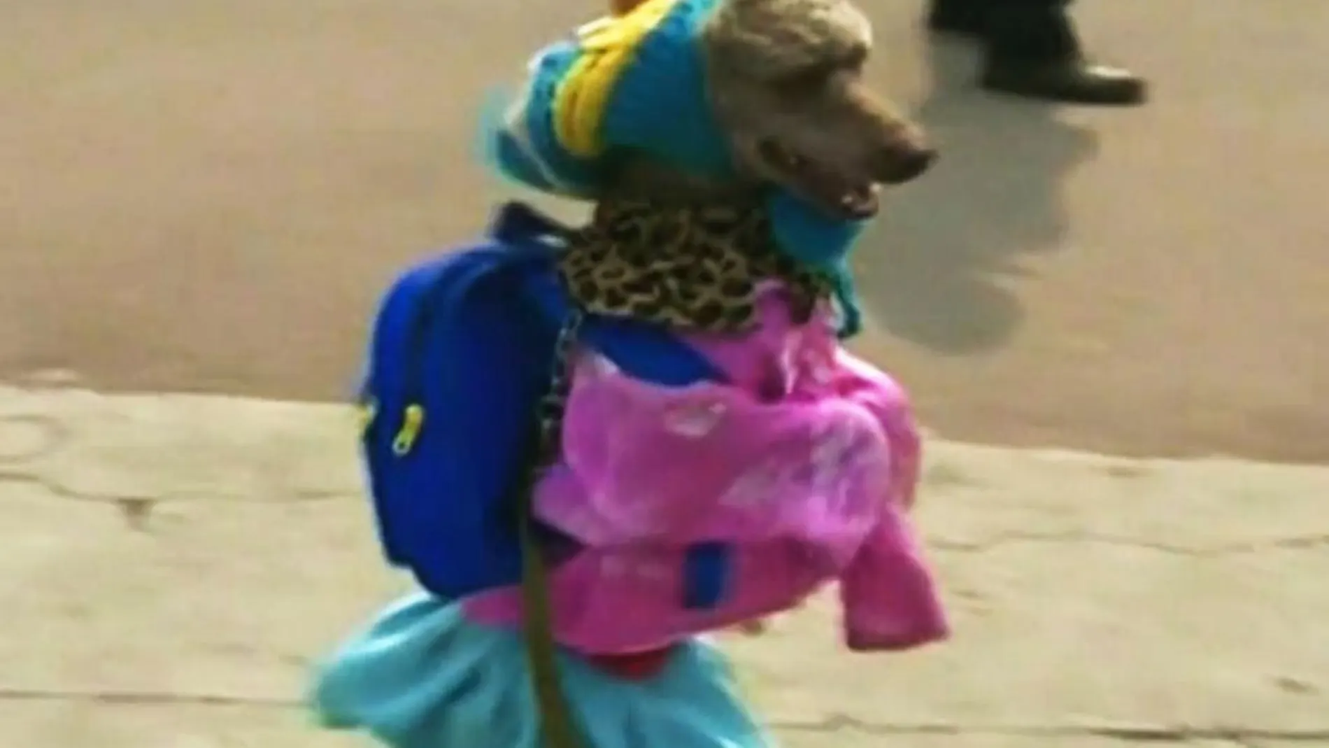 El perro, ataviado con ropa de colegiala, mochila incluida