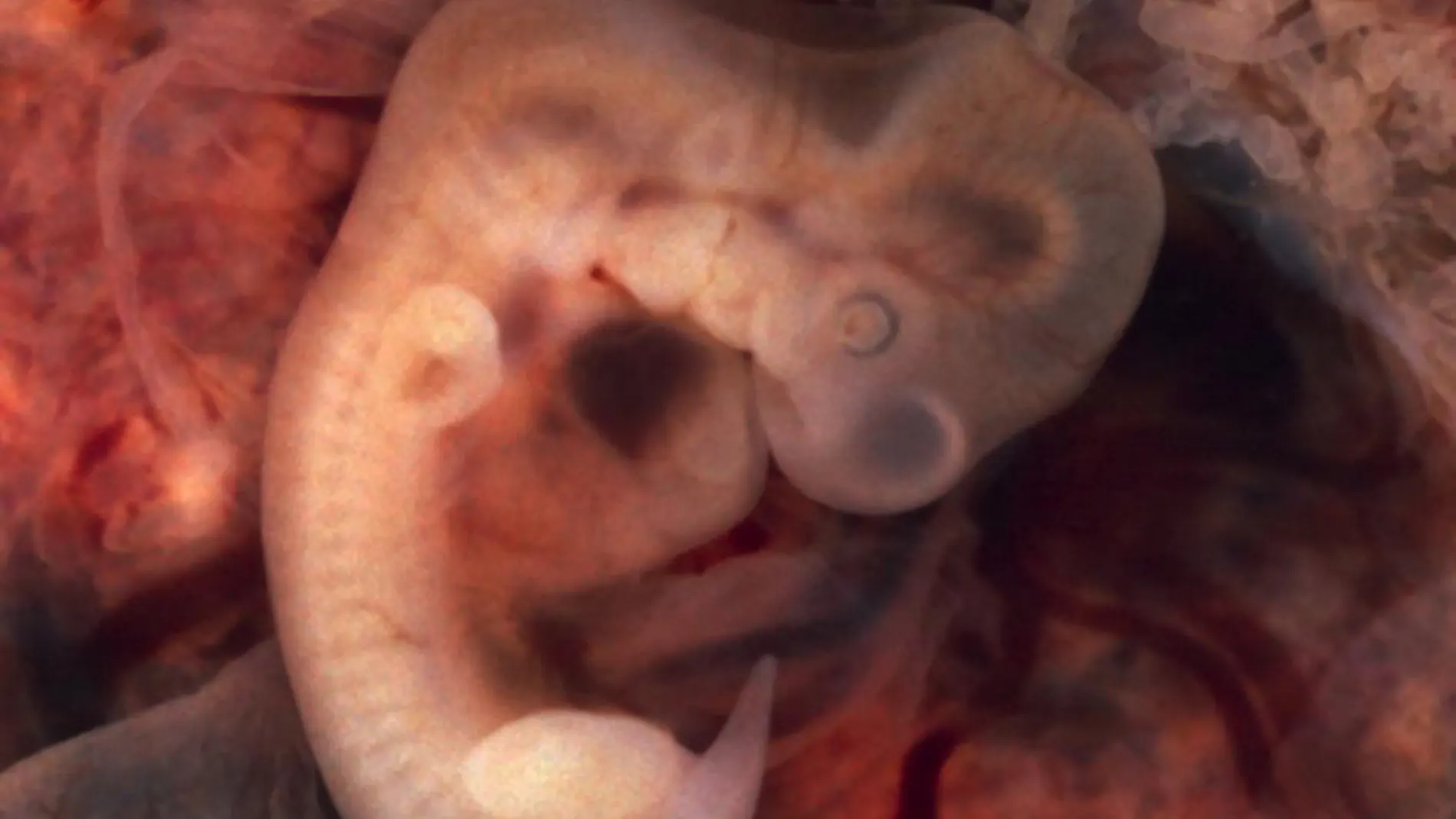 La senescencia hasta ahora se había vinculado al envejecimiento, pero también aparece en el periodo embrionario.