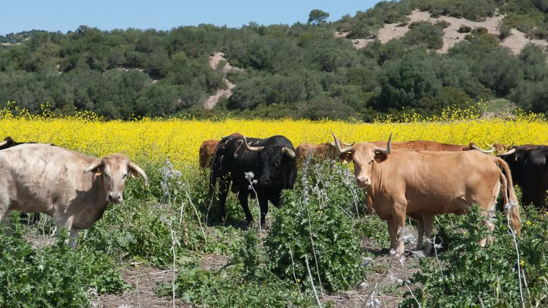 Imagen de la finca donde pastan los toros de Núñez del Cuvillo
