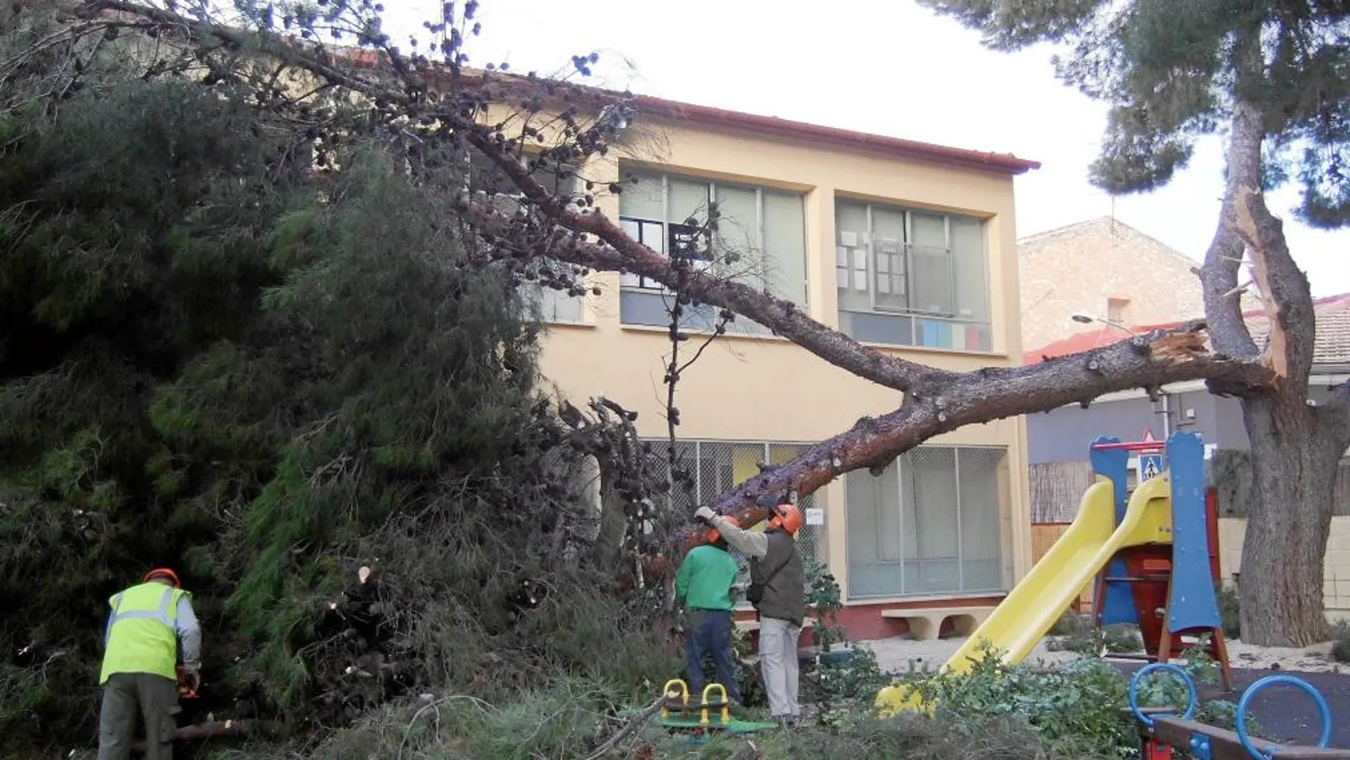 Imagen de un árbol que se derrumbó el pasado lunes en un colegio en Novelda, sin causar daños personales