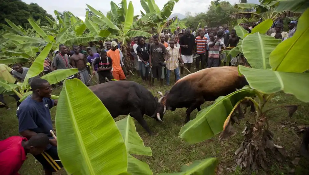 Una pelea de toros organizada en una plantación de bananas en Leogane, Haiti.