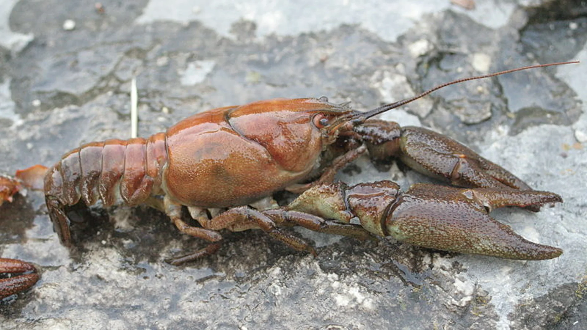 Un ejemplar de Austropotamobius pallipes