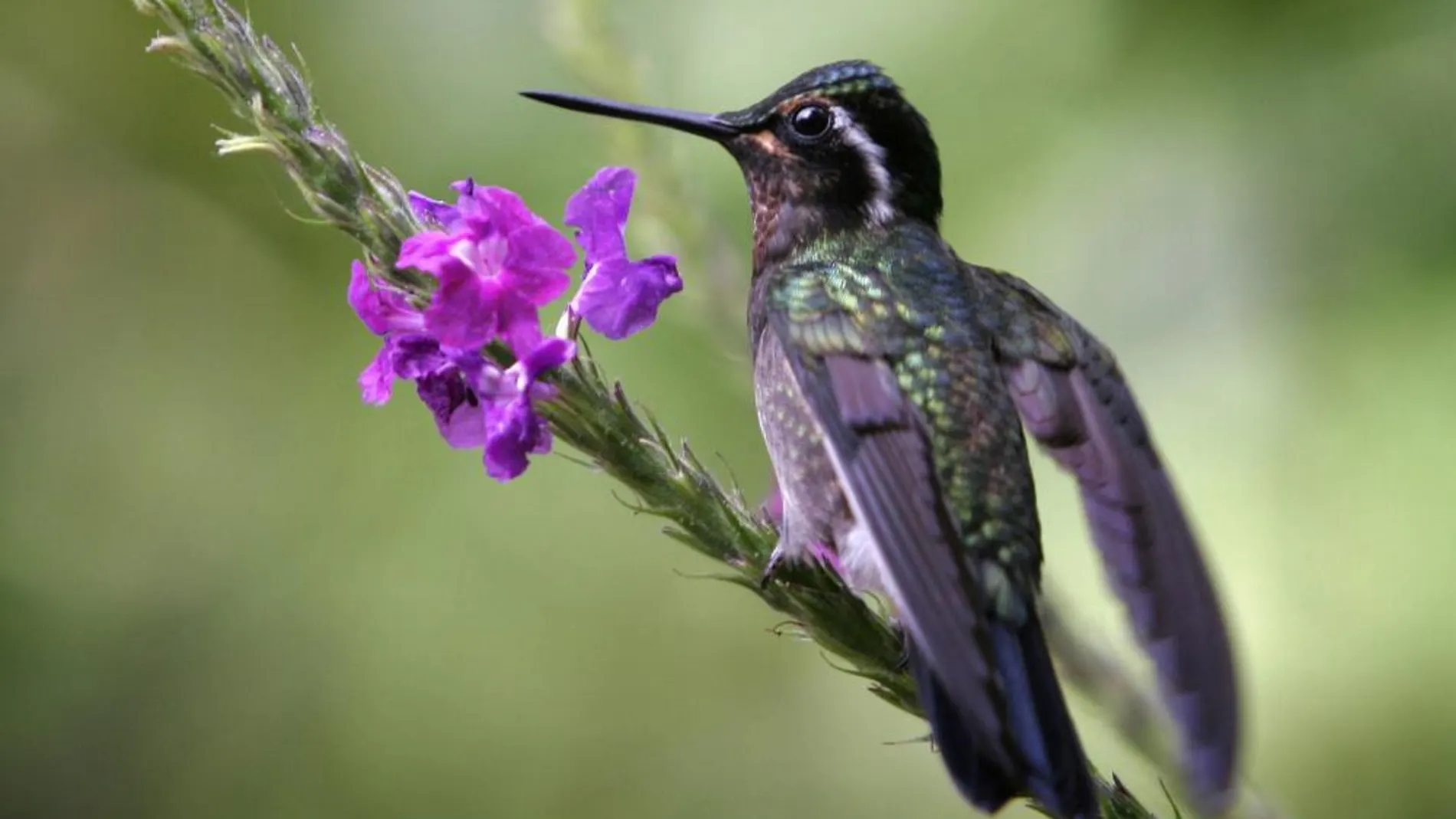 Un colibrí en Costa Rica