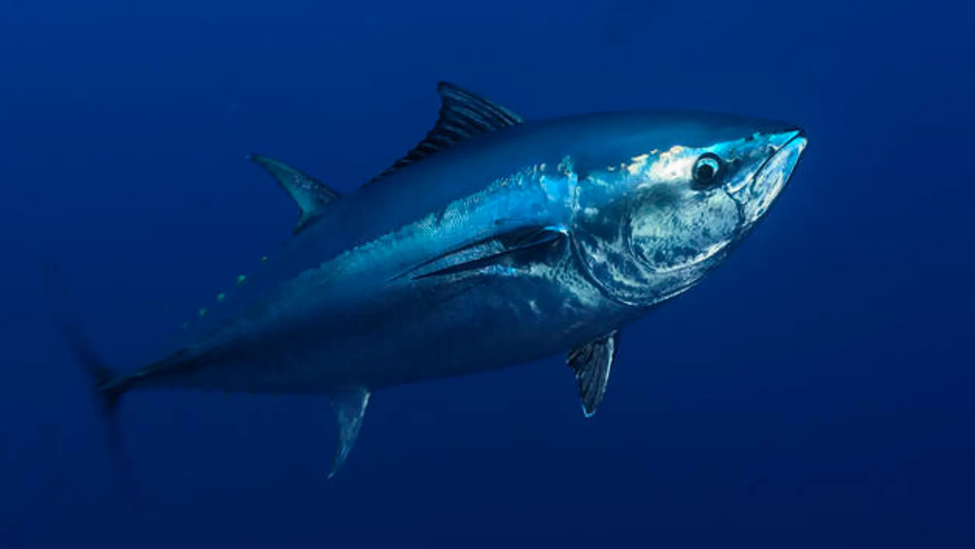 El atún, uno de los principales ejemplos de pescado saludable