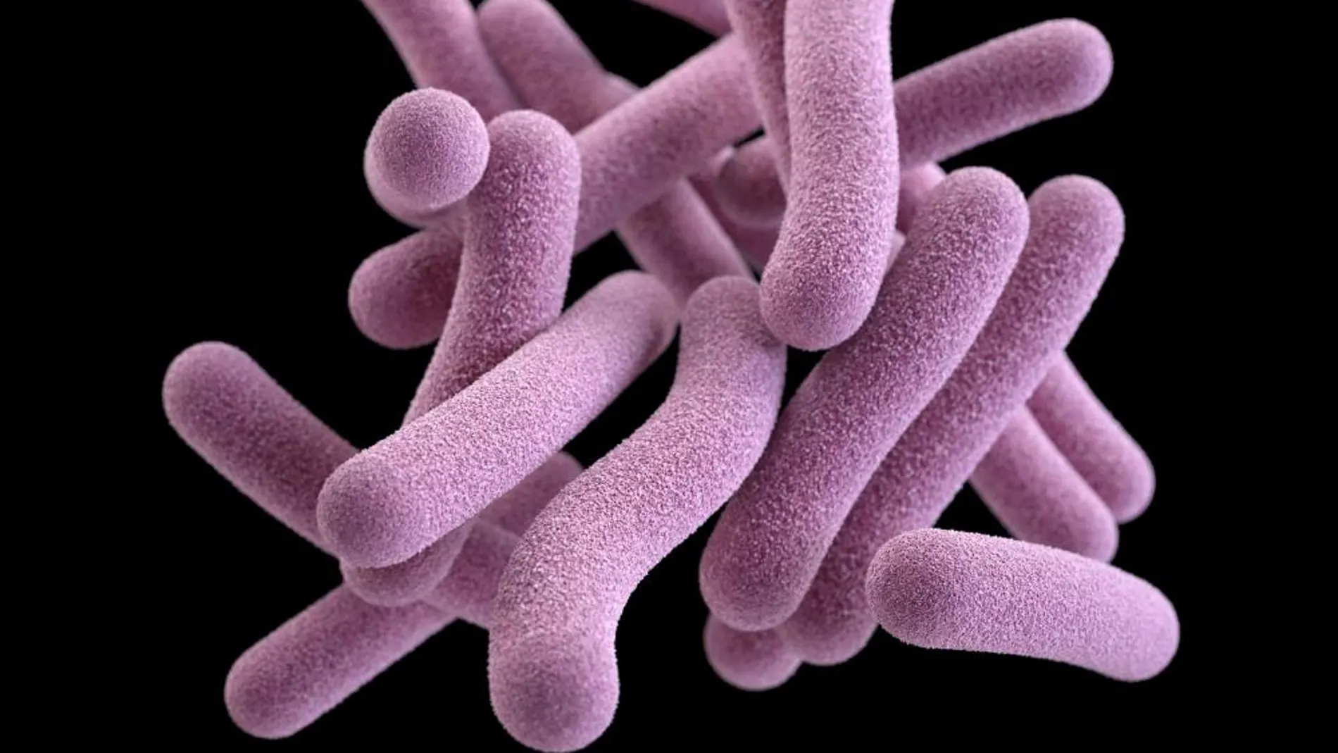 Microbacteria causante de la tuberculosis