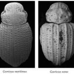 Nuevas especies de Georissus descritas de la isla de Socotra