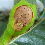 Oruga de Antheraea pernyi aliméntandose de hojas de roble