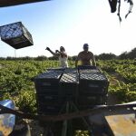 Dos hombres acarrean cajas de uvas para cargarlas al camión