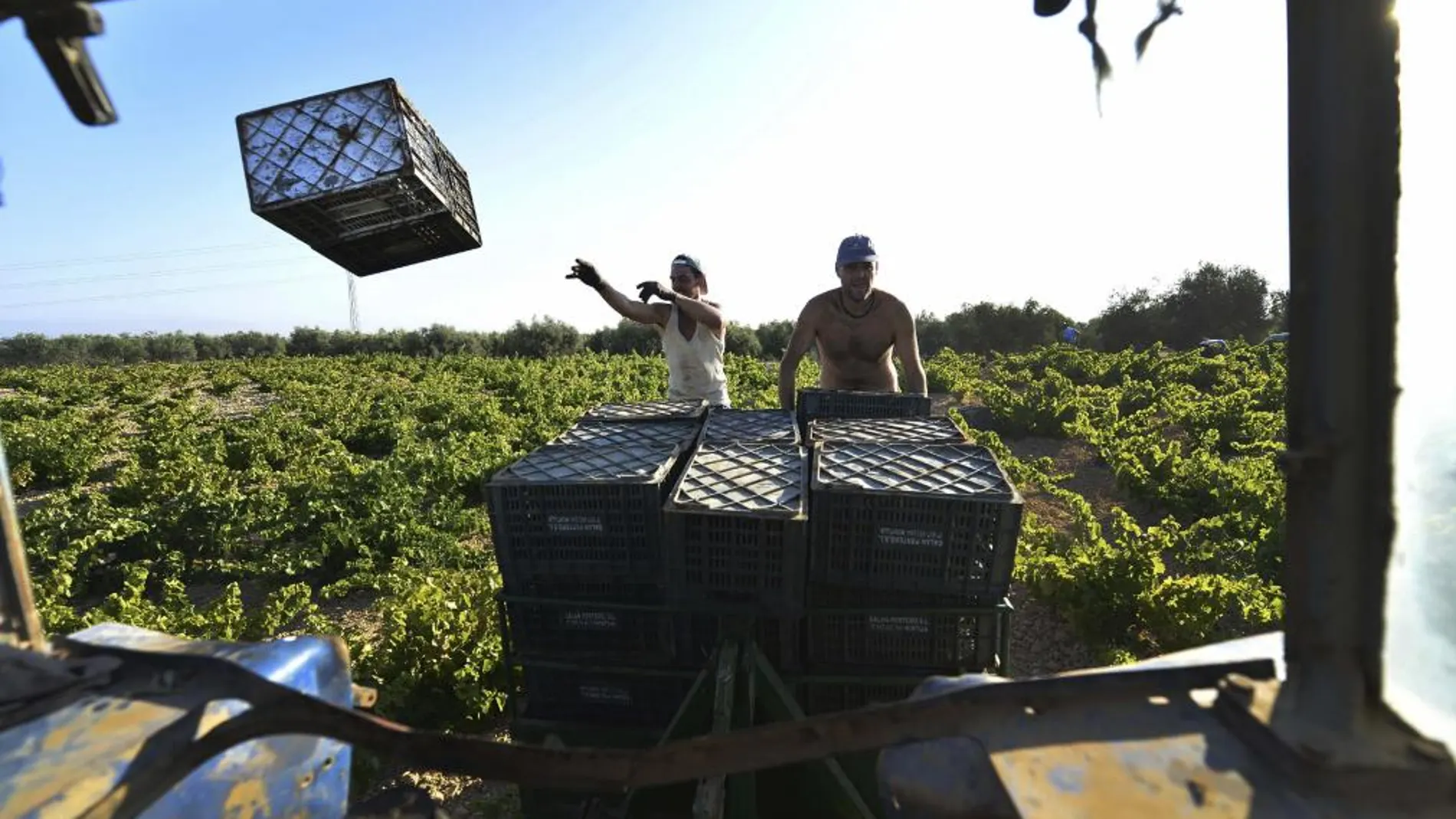 Dos hombres acarrean cajas de uvas para cargarlas al camión