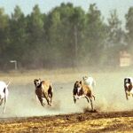 Una carrera de galgos en España, en una imagen de archivo
