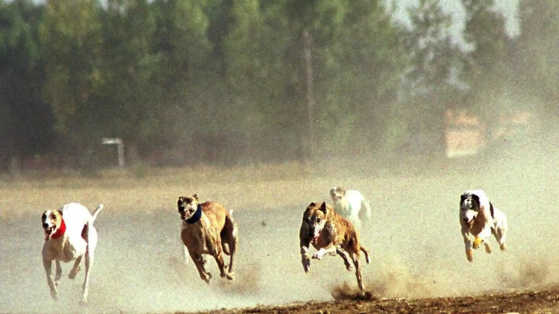 Una carrera de galgos en España, en una imagen de archivo