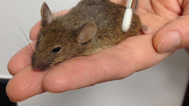 El equipo utilizó un pincel diseñado para simular el tipo de caricias que estos animales pueden sentir