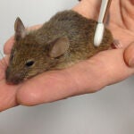 El equipo utilizó un pincel diseñado para simular el tipo de caricias que estos animales pueden sentir